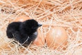 Helpless little chick still wet after hatching Royalty Free Stock Photo