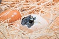 Helpless little chick still wet after hatching Royalty Free Stock Photo