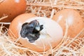 Helpless little chick still wet after hatching Royalty Free Stock Photo