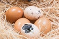 Helpless little chick still wet after hatching