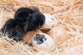 Helpless little chick still wet after hatching Royalty Free Stock Photo