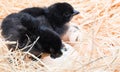 Helpless little chick still wet after hatching Royalty Free Stock Photo