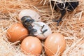 Helpless little chick still wet after hatching Royalty Free Stock Photo