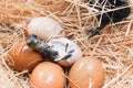 Helpless little chick still wet after hatching