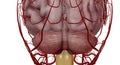 The polygon or circle of Willis is an anastomosis that supplies