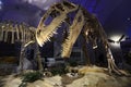 Helsinki, Finland, November 3, 2019: dinosaur skeletons in a museum