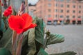 Helsinki, Uusimaa, Finland October 7, 2020 Red flowers on a flowerbed in the city