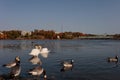 Helsinki, Uusimaa, Finland 2020 October 2, 2020 Toollonlahti Bay in Helsinki, a flock of waterfowl, swans, ducks and