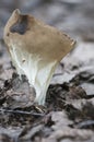 Helvella acetabulum mushroom