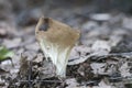 Helvella acetabulum mushroom