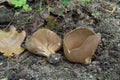 Helvella acetabulum mushroom. Known as Vinegar Cup.