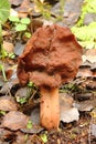 Helvella. Autumn mushroom.