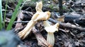 Helvella Crispa Mushroom Royalty Free Stock Photo