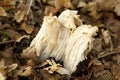 Helvella crispa Royalty Free Stock Photo