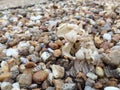 Helvella Crispa White Mushroom Royalty Free Stock Photo