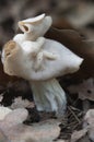 Helvella crispa white saddle mushroom Royalty Free Stock Photo