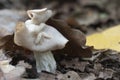 Helvella crispa white saddle mushroom Royalty Free Stock Photo