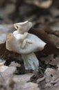 Helvella crispa white saddle mushroom Royalty Free Stock Photo