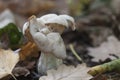 Helvella crispa white saddle mushroom Royalty Free Stock Photo
