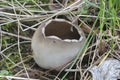 The Helvella leucomelaena is an inedible mushroom