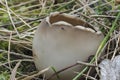 The Helvella leucomelaena is an inedible mushroom