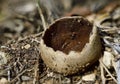 Helvella leucomelaena or Pucheruelo, is a small toxic fungus, but it is edible cooked