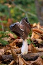 Helvella leucopus is a rare mushroom species Royalty Free Stock Photo