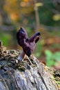 Helvella leucopus is a rare mushroom species Royalty Free Stock Photo