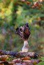 Helvella leucopus is a rare mushroom species Royalty Free Stock Photo