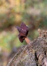 Helvella leucopus is a rare mushroom species Royalty Free Stock Photo