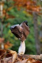 Helvella leucopus is a rare mushroom species Royalty Free Stock Photo