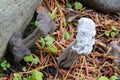 Helvella vespertina and Hypomyces cervinigenus