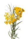 Helychrysum Royalty Free Stock Photo