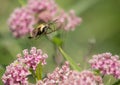 Clearwing Hummingbird Moth Flying Near Pink Milkweed Royalty Free Stock Photo