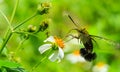 Hemaris fuciformis Sphingidae moth.