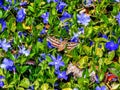 Hemaris thysbe, the Hummingbird Clearwing Moth or Common Clearwing gathering nectar from Vinca major L. greater periwinkle