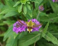 The detail view of the purple blooming Milkweeds blossoms with hummingbird clearwing moth Royalty Free Stock Photo