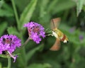 The detail view of the purple blooming Milkweeds blossoms with hummingbird clearwing moth Royalty Free Stock Photo