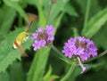 The detail view of the purple blooming Milkweeds blossoms with hummingbird clearwing moth Royalty Free Stock Photo
