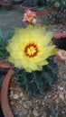 Hematocactus