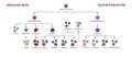 Hematopoiesis diagram. Human blood cells types with names. Scientific microbiology vector illustration in sketch style. blood