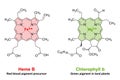 Heme and chlorophyll, similarities in their chemical structureHeme and chlorophyll similarities in chemical structure