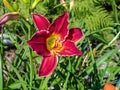 Hemerocallis, Bela Lugosi Daylily