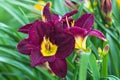 Hemerocallis, Bela Lugosi Daylily in summer