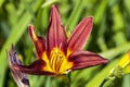 Hemerocallis `Black Magic`