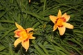 Hemerocallis `Bonanza`, Bonanza Daylily