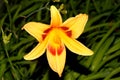 Hemerocallis `Bonanza`, Bonanza Daylily