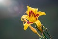 Hemerocallis Bonanza, Bonanza Daylily, perennial tuft forming herb with linear leaves and canary-yellow flowers with deep red Royalty Free Stock Photo