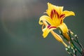 Hemerocallis Bonanza, Bonanza Daylily, perennial tuft forming herb with linear leaves and canary-yellow flowers with deep red Royalty Free Stock Photo