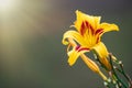 Hemerocallis Bonanza, Bonanza Daylily, perennial tuft forming herb with linear leaves and canary-yellow flowers with deep red Royalty Free Stock Photo